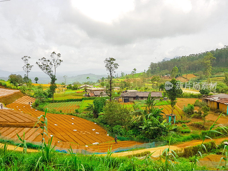 在斯里兰卡的火车旅行通过茶叶种植园Ella, Nuwara Eliya和Kandy